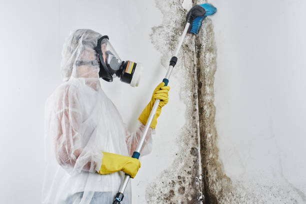 Professional Mold Remediation in Bethlehem, PA