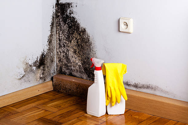 Best Crawl Space Mold Remediation in Bethlehem, PA